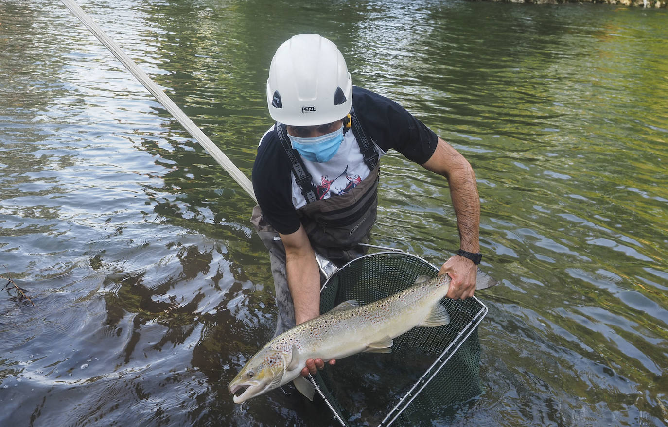 Se han abierto las escalas del río Pas este fin de semana con el fin de que los peces remontar el río y desovar aguas arriba.