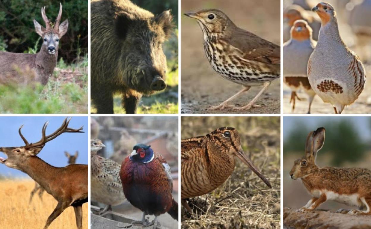 Trucos y curiosidades para cocinar cada especie de carne silvestre