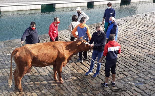 Rescatada la vaca que quedó enriscada en Laredo