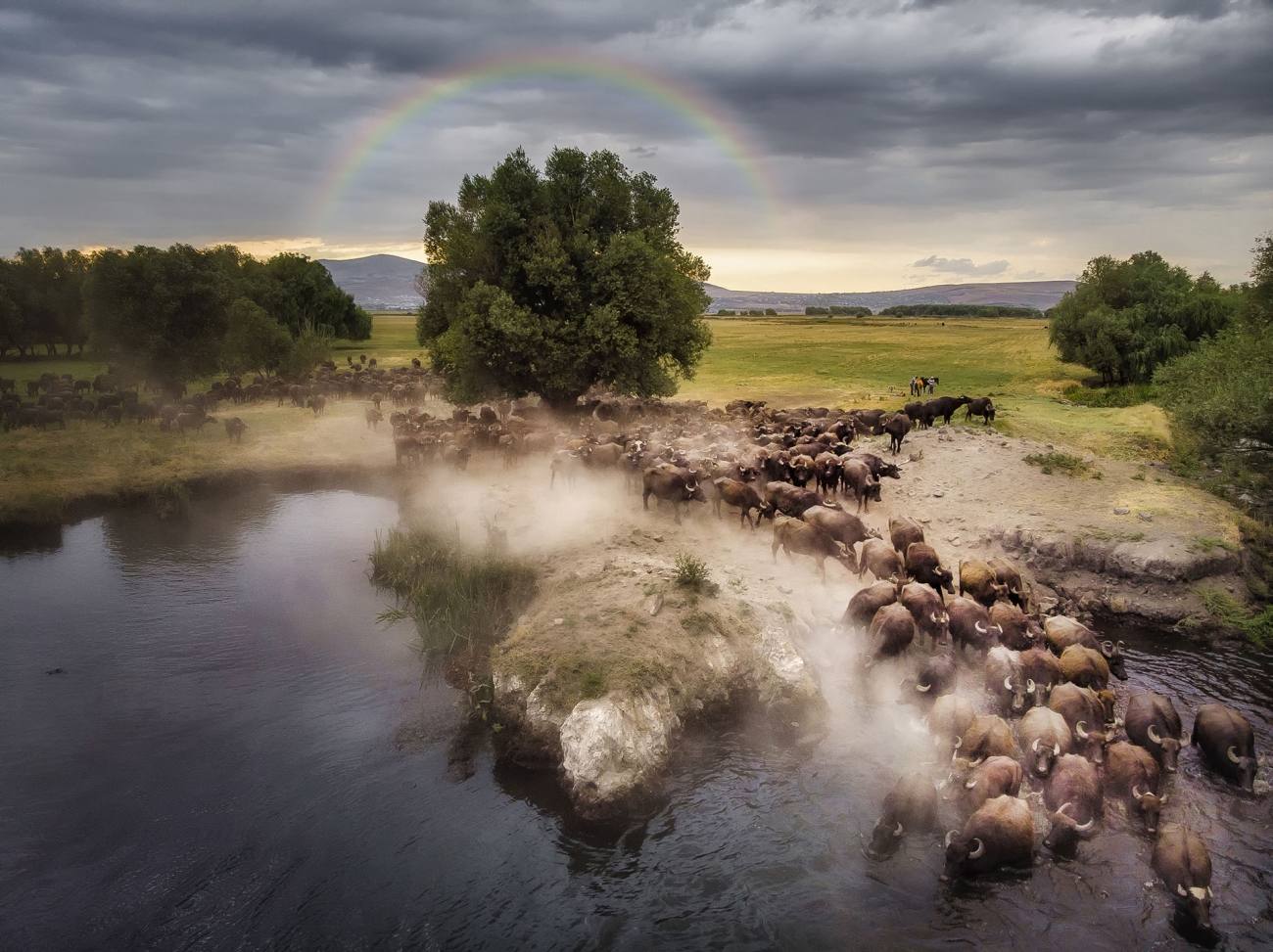 Una manada de búfalos pasa por un lago antes de trasladarse a su refugio donde la manada se retirará para descansar. Foto de Mehmet Aslan.