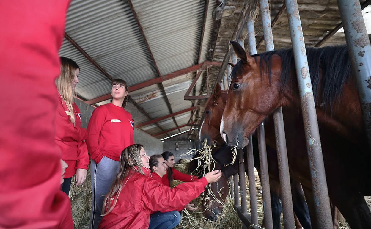 Alumnos del taller de empleo dan de comer a los caballos. 