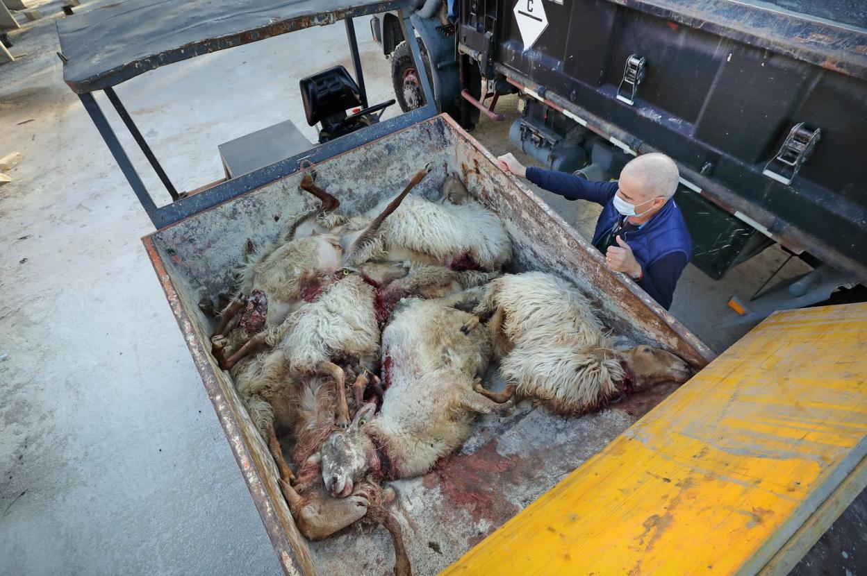 Las ovejas muertes se encuentran en un dumper esperando para ser incineradas. 