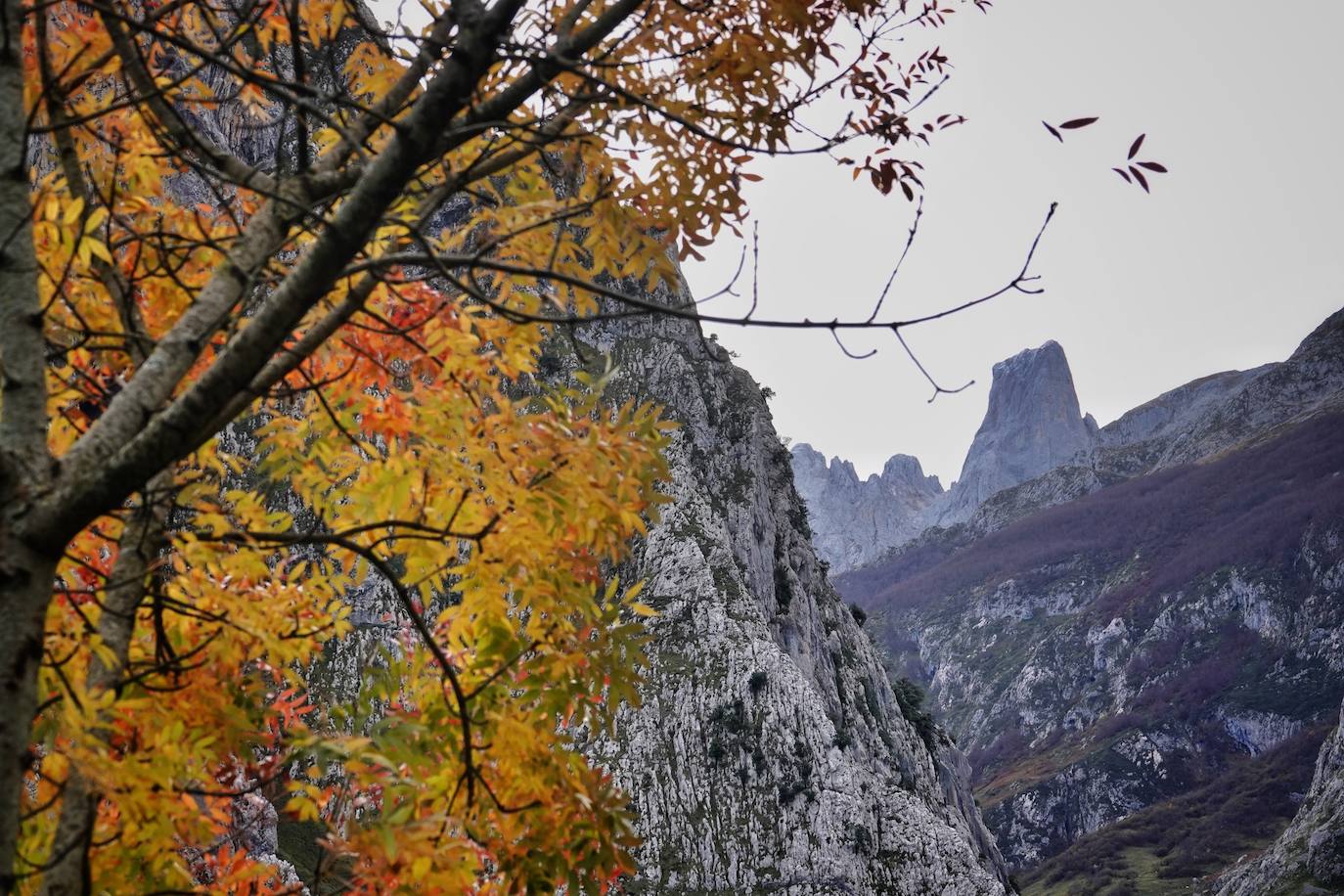 Los colores del otoño, e incluso el blanco de la nieve, ya han teñido algunos de los rincones de los Picos de Europa, uno de los lugares más imponentes enclavados entre Cantabria, Asturias y León. En este espacio encontraremos las cumbres más altas de la Cordillera Cantábrica como la más emblemática: el Picu Urriellu o Naranjo de Bulnes con sus 2.519 metros de altitud. Un total de 67.127 hectáreas que conforman una de las mejores reservas mundiales de los ecosistemas ligados al bosque atlántico.