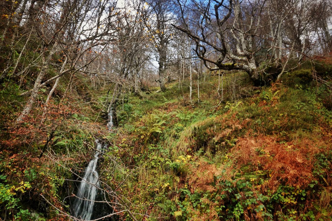 Los colores del otoño, e incluso el blanco de la nieve, ya han teñido algunos de los rincones de los Picos de Europa, uno de los lugares más imponentes enclavados entre Cantabria, Asturias y León. En este espacio encontraremos las cumbres más altas de la Cordillera Cantábrica como la más emblemática: el Picu Urriellu o Naranjo de Bulnes con sus 2.519 metros de altitud. Un total de 67.127 hectáreas que conforman una de las mejores reservas mundiales de los ecosistemas ligados al bosque atlántico.