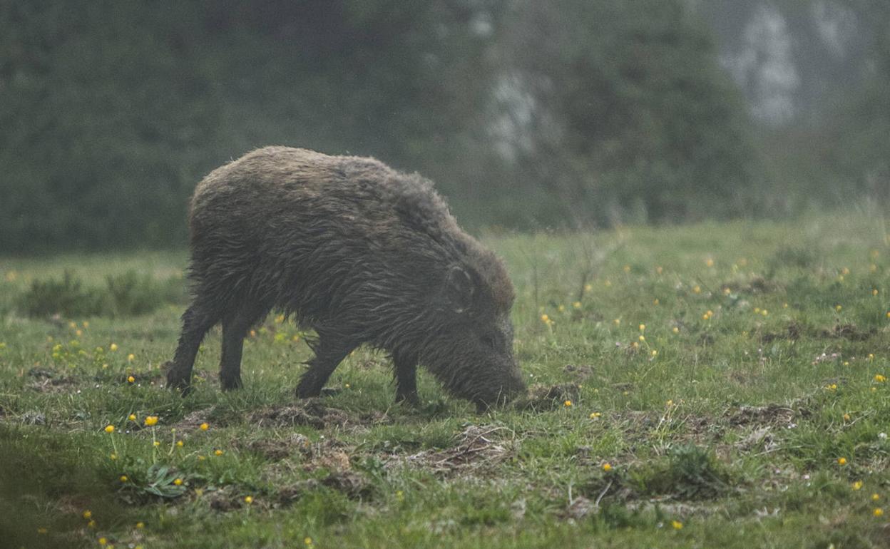 El Gobierno autoriza los desplazamientos entre municipios para la caza del jabalí