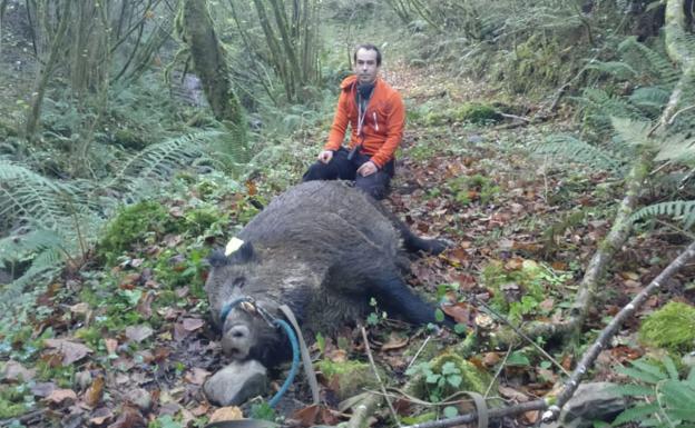 Ángel Iván Fernández, con el jabalí de 141 kilos que abatió recientemente en el lote de Cieza Sur, en una cacería con la cuadrilla que dirige Óscar Solar, de la localidad de San Mateo.