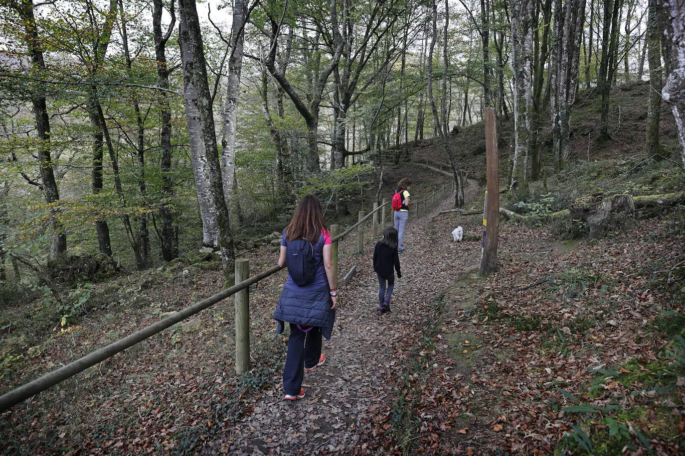 Con una extensión de cerca de 25.000 hectáreas, el Parque Natural del Saja-Besaya es el más extenso de Cantabria. El recorrido es un lujo para los sentidos, más aún en esta época del año que las de masas de hayas y robles están en pleno cambio de color. El recorrido es un lujo para los sentidos, más aún en otoño y ya ha venido algún temporal que proporcione agua a los ríos y arroyos. En gran parte del recorrido se escucha la música del río Argoza 