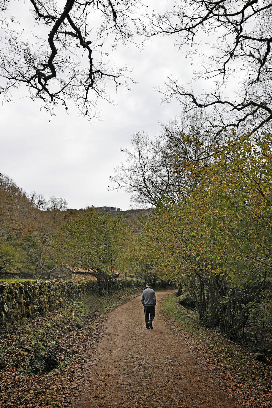 Con una extensión de cerca de 25.000 hectáreas, el Parque Natural del Saja-Besaya es el más extenso de Cantabria. El recorrido es un lujo para los sentidos, más aún en esta época del año que las de masas de hayas y robles están en pleno cambio de color. El recorrido es un lujo para los sentidos, más aún en otoño y ya ha venido algún temporal que proporcione agua a los ríos y arroyos. En gran parte del recorrido se escucha la música del río Argoza 