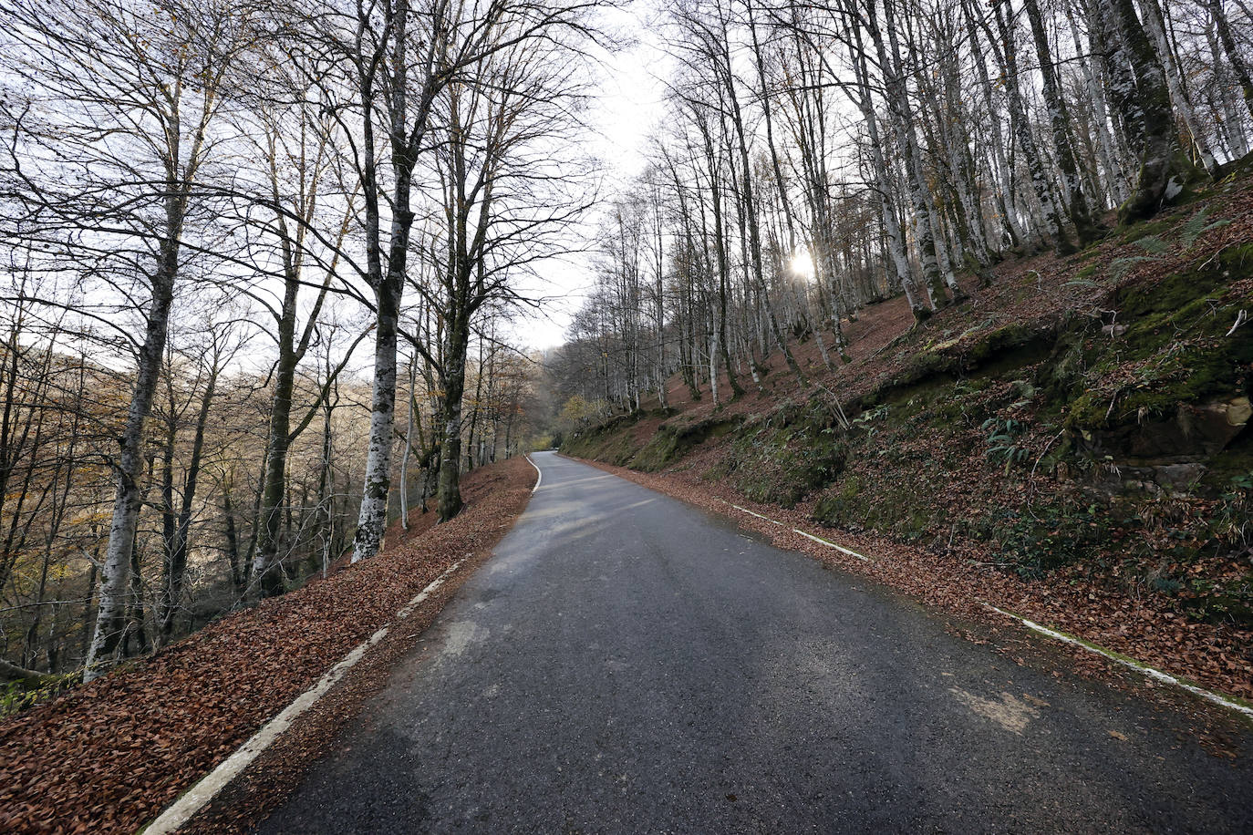 Con una extensión de cerca de 25.000 hectáreas, el Parque Natural del Saja-Besaya es el más extenso de Cantabria. El recorrido es un lujo para los sentidos, más aún en esta época del año que las de masas de hayas y robles están en pleno cambio de color. El recorrido es un lujo para los sentidos, más aún en otoño y ya ha venido algún temporal que proporcione agua a los ríos y arroyos. En gran parte del recorrido se escucha la música del río Argoza 