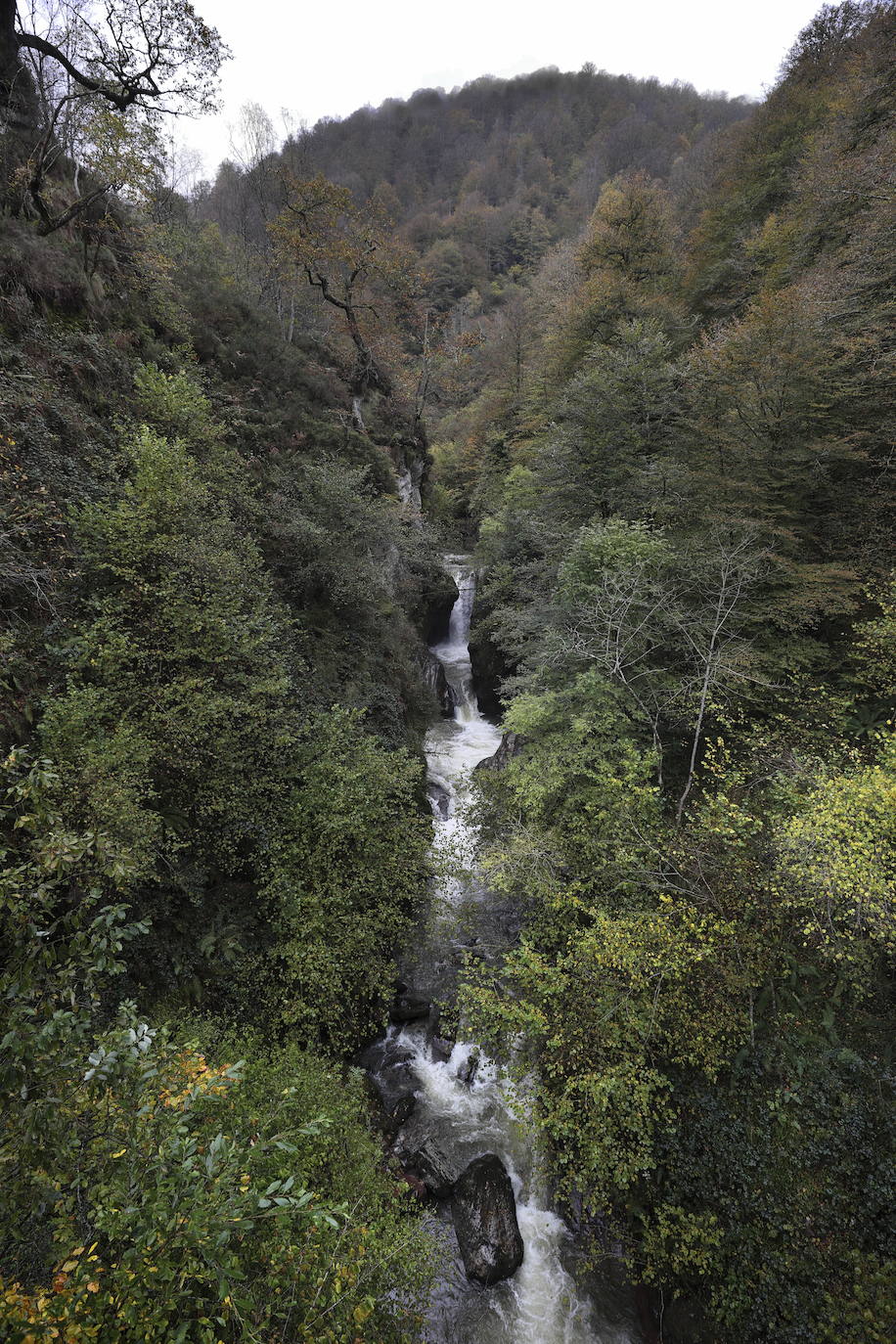 Con una extensión de cerca de 25.000 hectáreas, el Parque Natural del Saja-Besaya es el más extenso de Cantabria. El recorrido es un lujo para los sentidos, más aún en esta época del año que las de masas de hayas y robles están en pleno cambio de color. El recorrido es un lujo para los sentidos, más aún en otoño y ya ha venido algún temporal que proporcione agua a los ríos y arroyos. En gran parte del recorrido se escucha la música del río Argoza 