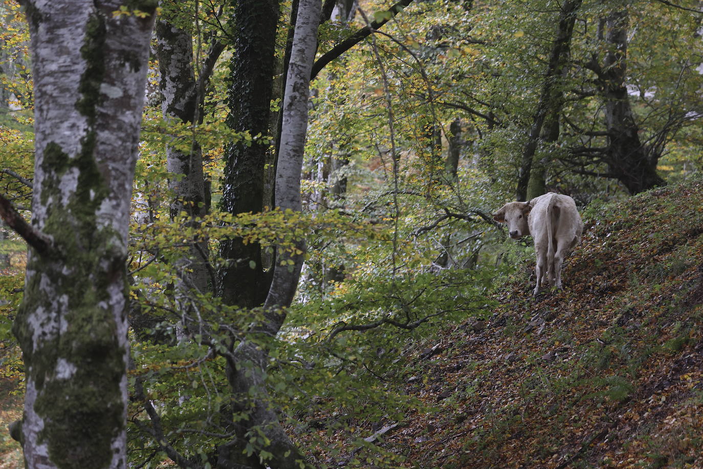 Con una extensión de cerca de 25.000 hectáreas, el Parque Natural del Saja-Besaya es el más extenso de Cantabria. El recorrido es un lujo para los sentidos, más aún en esta época del año que las de masas de hayas y robles están en pleno cambio de color. El recorrido es un lujo para los sentidos, más aún en otoño y ya ha venido algún temporal que proporcione agua a los ríos y arroyos. En gran parte del recorrido se escucha la música del río Argoza 