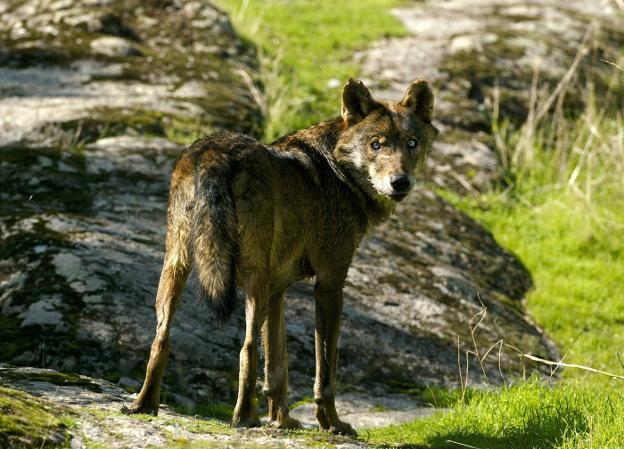 Los ganaderos se alían con la Consejería y rechazan una mayor protección del lobo