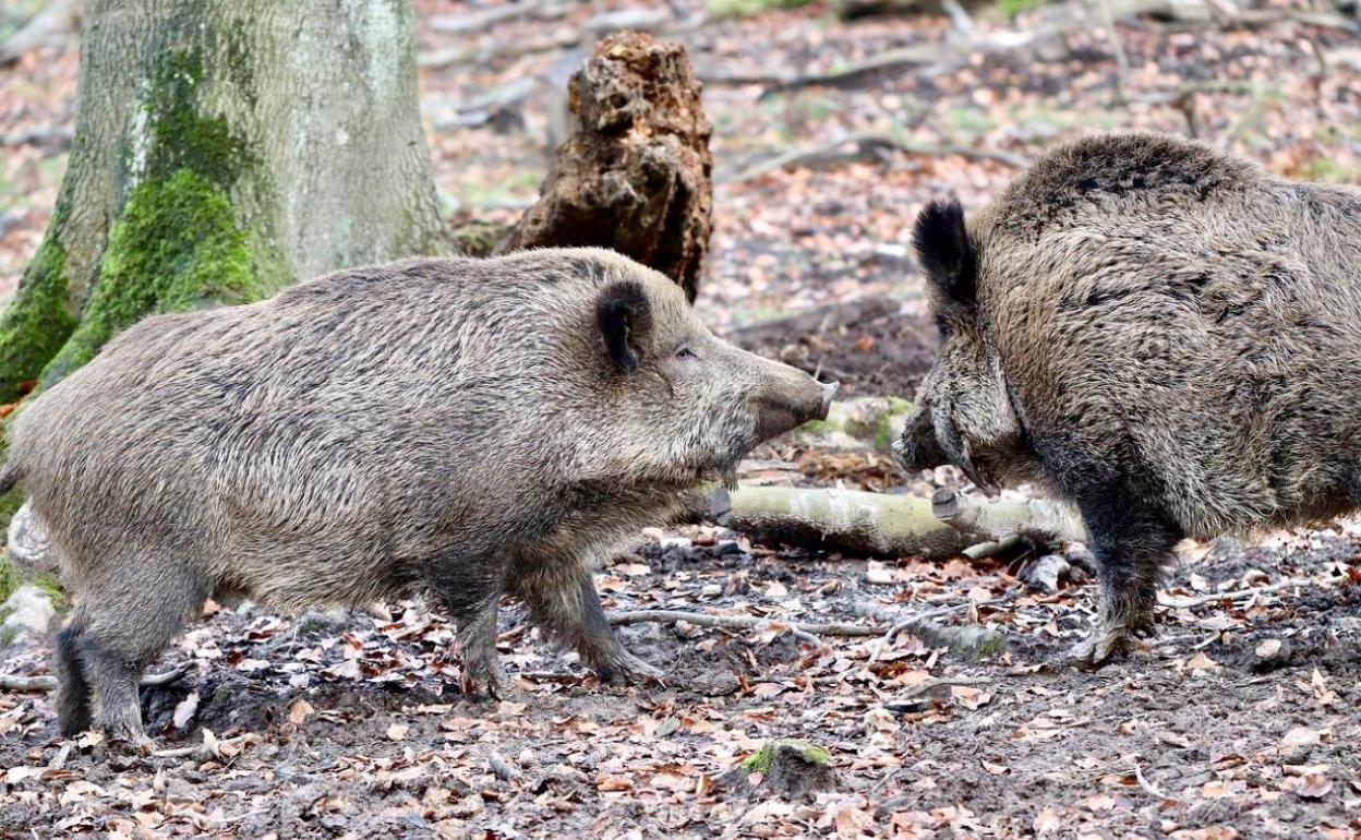 Cazadores de otras regiones pueden entrar a Castilla-La Mancha para acabar con plagas