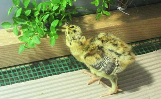 La época de celo dura desde marzo hasta el primer tercio de mayo. El urogallo profiere gritos de reclamo al amanecer y al atardecer desde algún punto elevado atrayendo a las hembras; estos gritos le dieron este nombre al animal pues se decía que eran parecidos a los del uro (bóvido extinto). Luego se posa en el suelo y cubriendo un territorio de 50 a 100 m de diámetro continúa con sus reclamos y copulando con varias gallinas en un mismo día. Las hembras ponen entre cinco y doce huevos en un hoyo en el suelo donde son objetivo fácil para los jabalíes, perros, comadrejas y azores. Además la mortalidad de los polluelos es muy alta en las primeras semanas de vida, por lo que su población aumenta muy lentamente.