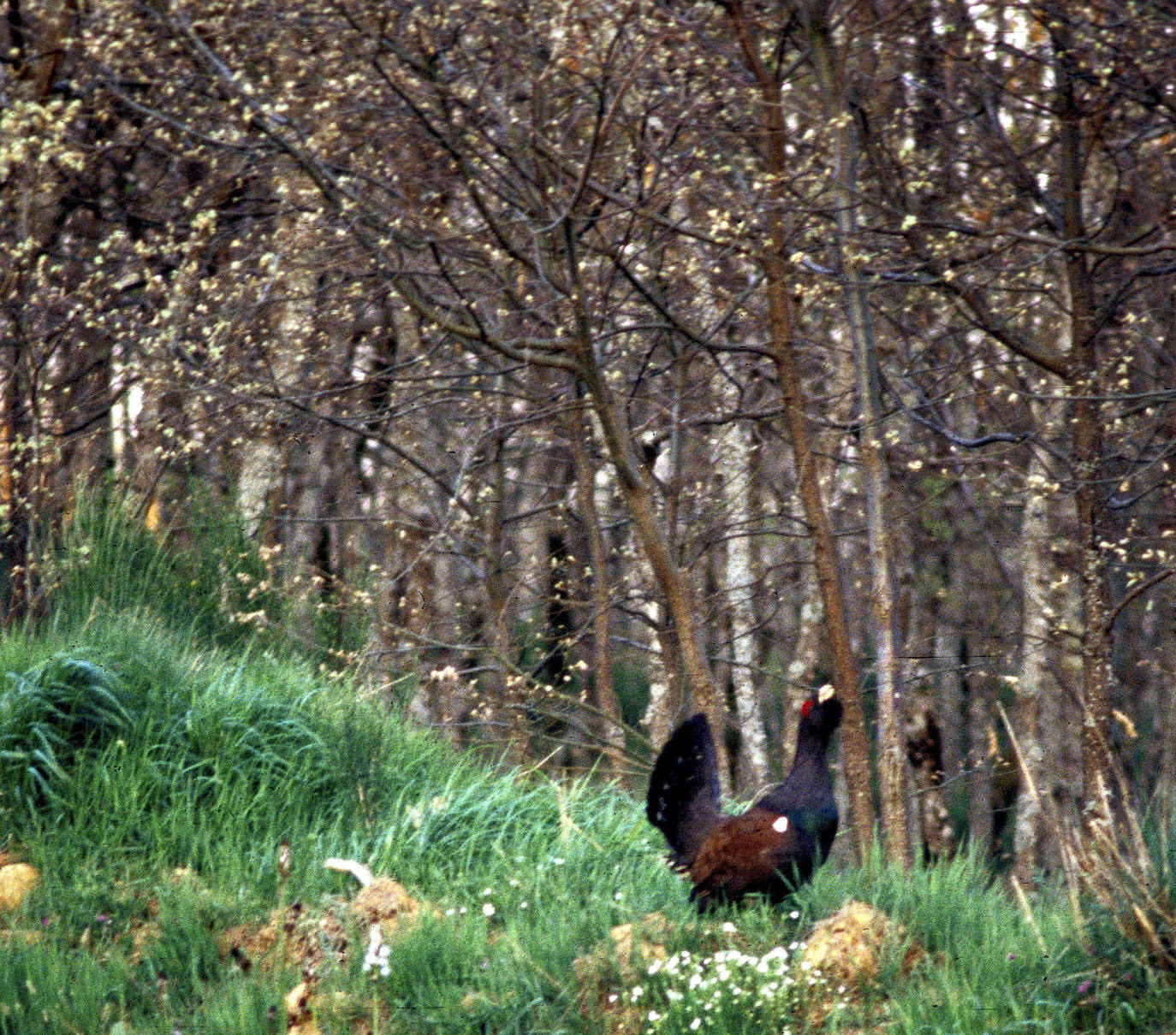 Los datos del Grupo de Trabajo del urogallo cantábrico del MITECO reafirman la crítica situación de la especie que viene denunciando SEO/BirdLife. Extinguido ya de Galicia y Cantabria, sin que se hayan tomado las medidas de urgencia necesarias, parece que el urogallo podría correr la misma suerte en Asturias y Castilla y León.