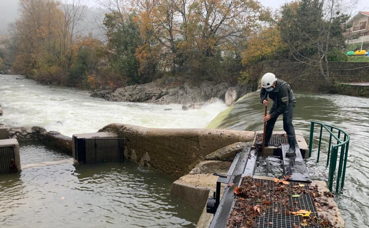 Trabajos de limpieza en el río Pas a su paso por Puente Viesgo.