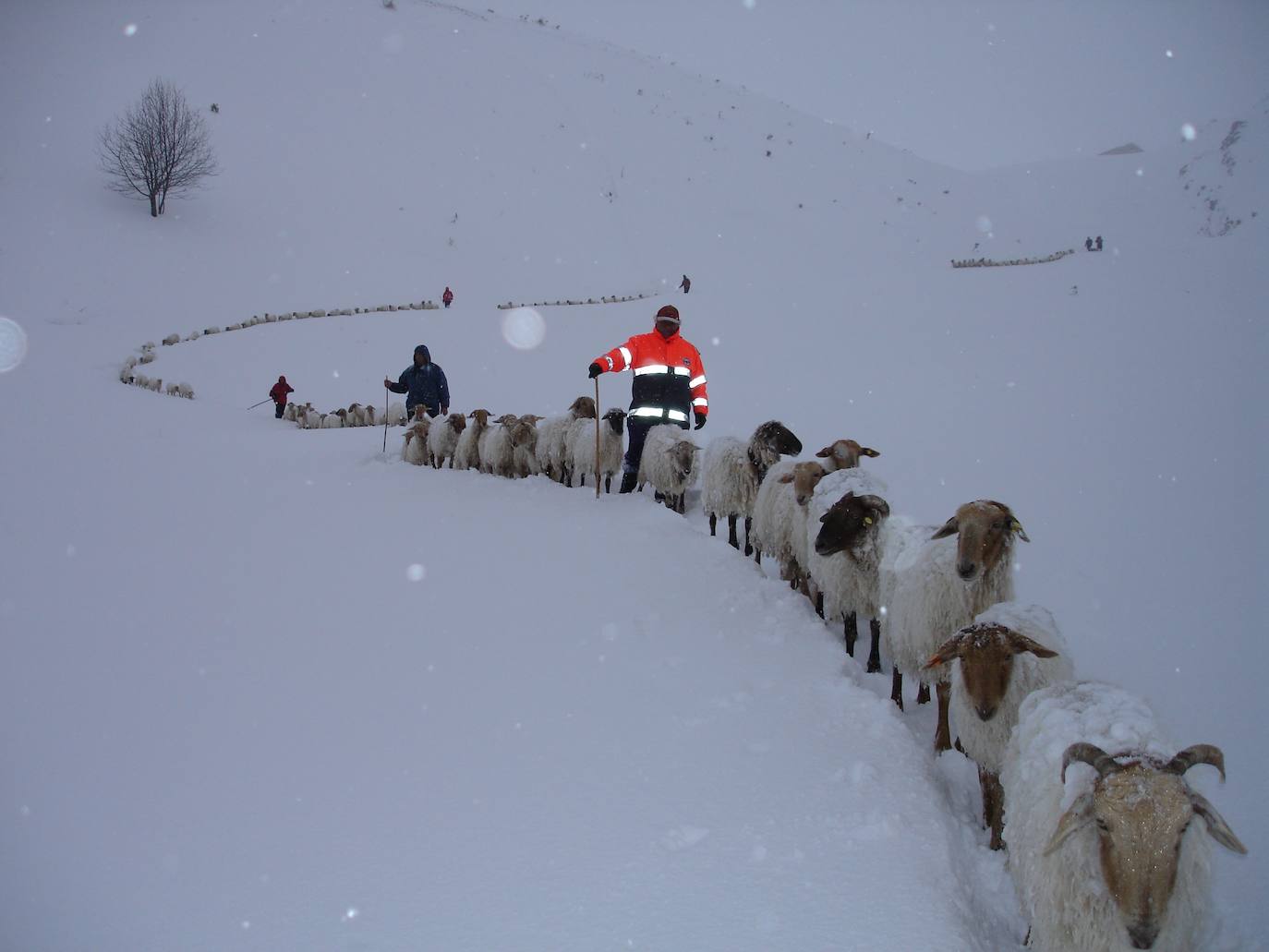 Enero de 2007. Rescate de 130 ovejas en las prarderías altas de Tresviso durante una fuerte nevada.