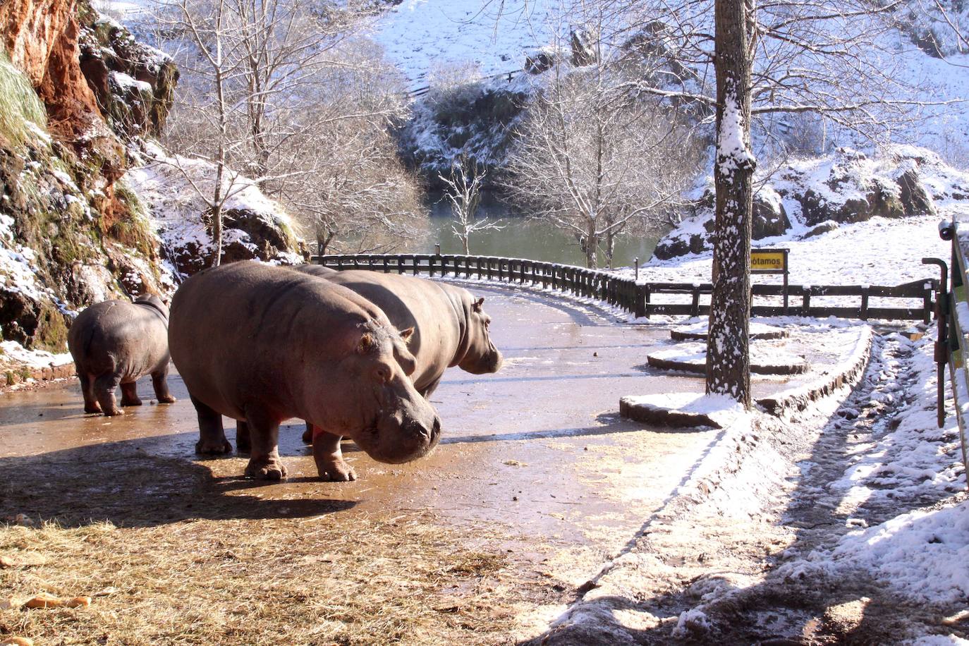 Enero de 2010. Los hipopótamos de Cabárceno, rodeados de nieve