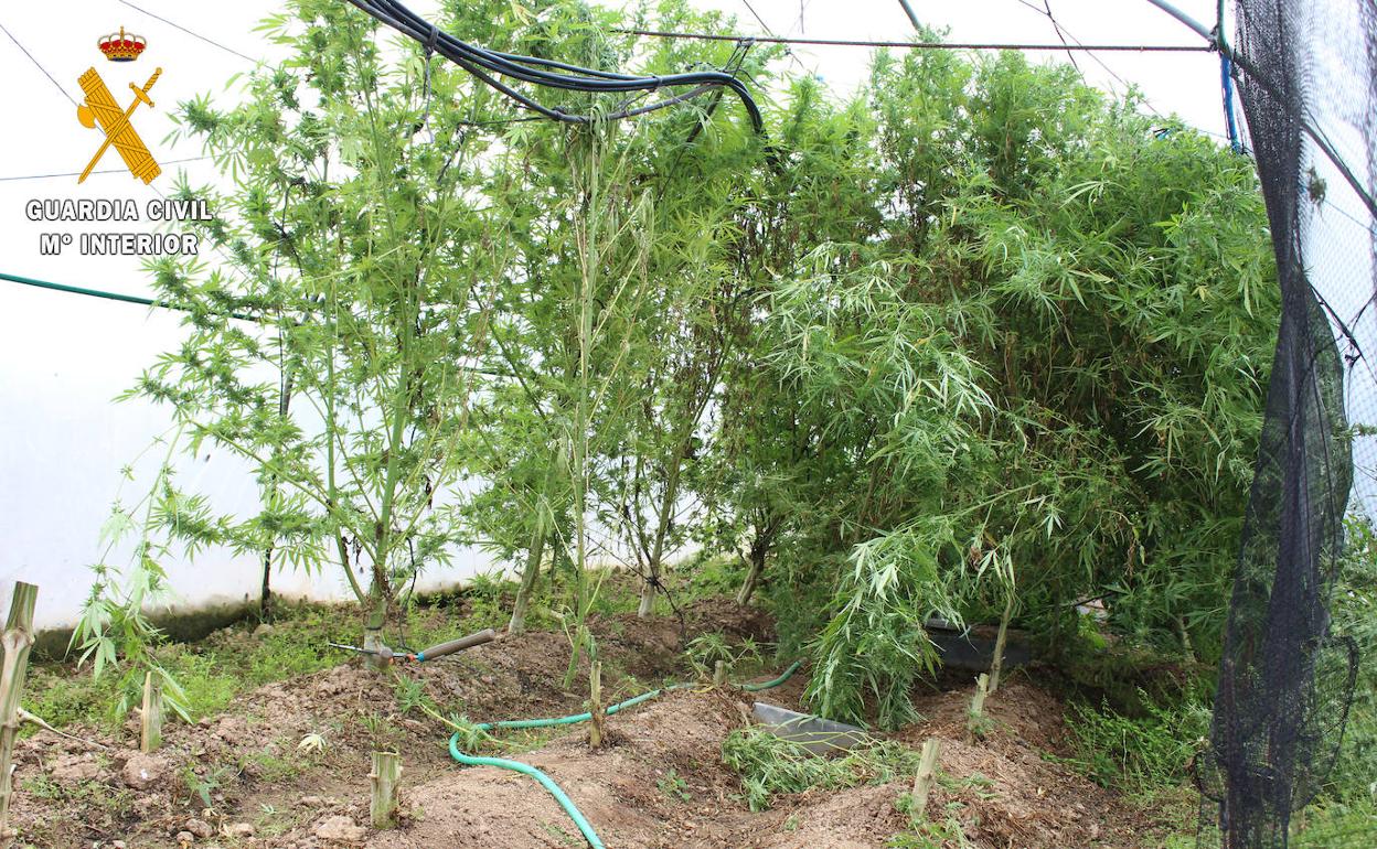 Tres detenidos por robar marihuana en un invernadero de Ambrosero y arrestado, también, el dueño de la plantación