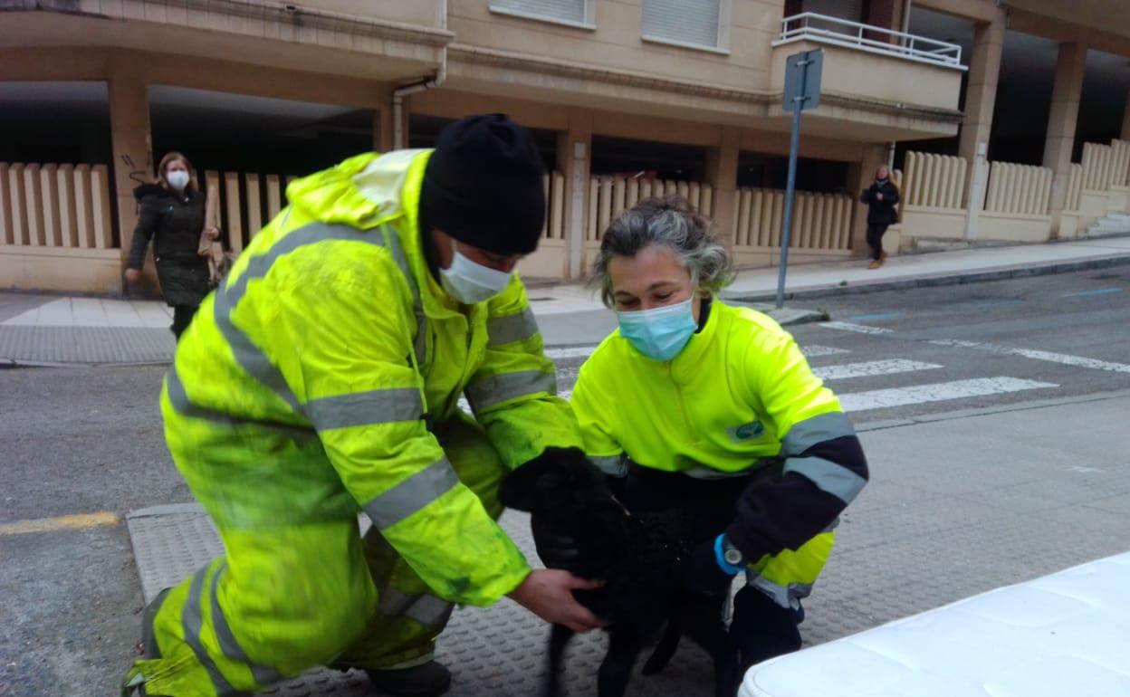 Los operarios posan con el cordero encontrado en un contenedor.