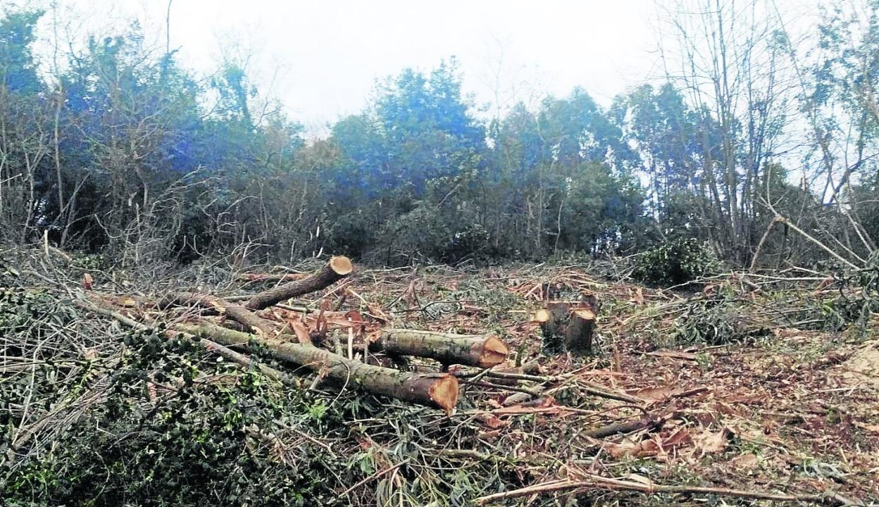 Imagen de una de las fincas donde se están realizando talas de eucaliptos, y de paso otros árboles no autorizados.