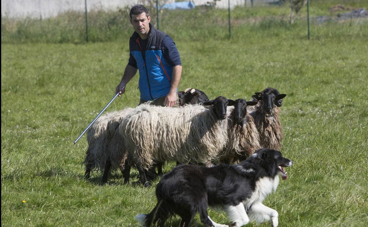 Imagen de archivo de Fernando Gómez con su rebaño de ovejas carranzana negra.