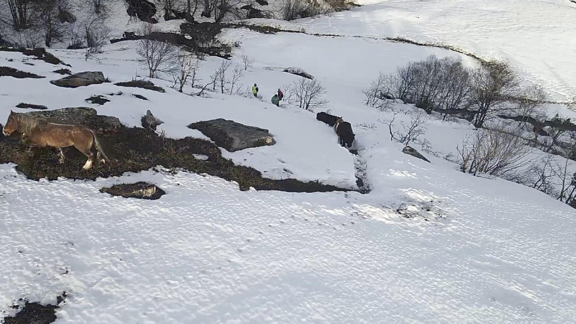 Josemi, sus hermanos y dos ganaderos consiguieron regresar con los nueve animales a casa tras muchos intentos fallidos por el temporal.