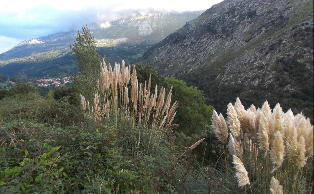 La Cortadeira selloana es una planta invasora