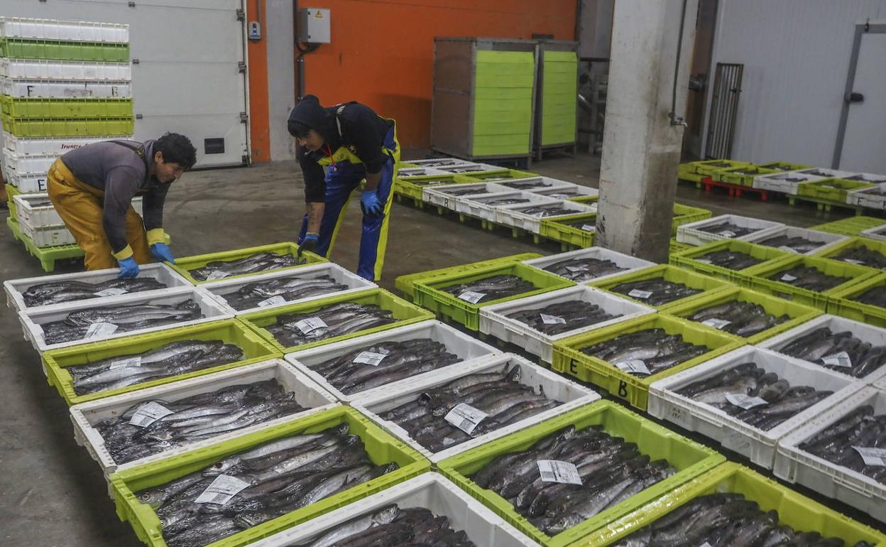 Los peces de aguas cálidas «ganan terreno» en el Cantábrico por el cambio climático