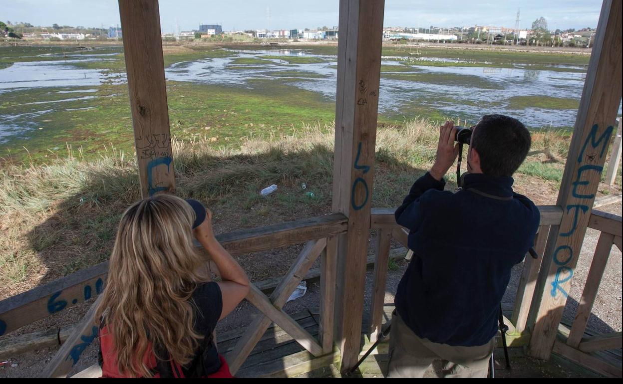 Las marismas de El Astillero disponen de rincones donde se favorece la observación de las aves que llegan desde otros puntos de Europa.