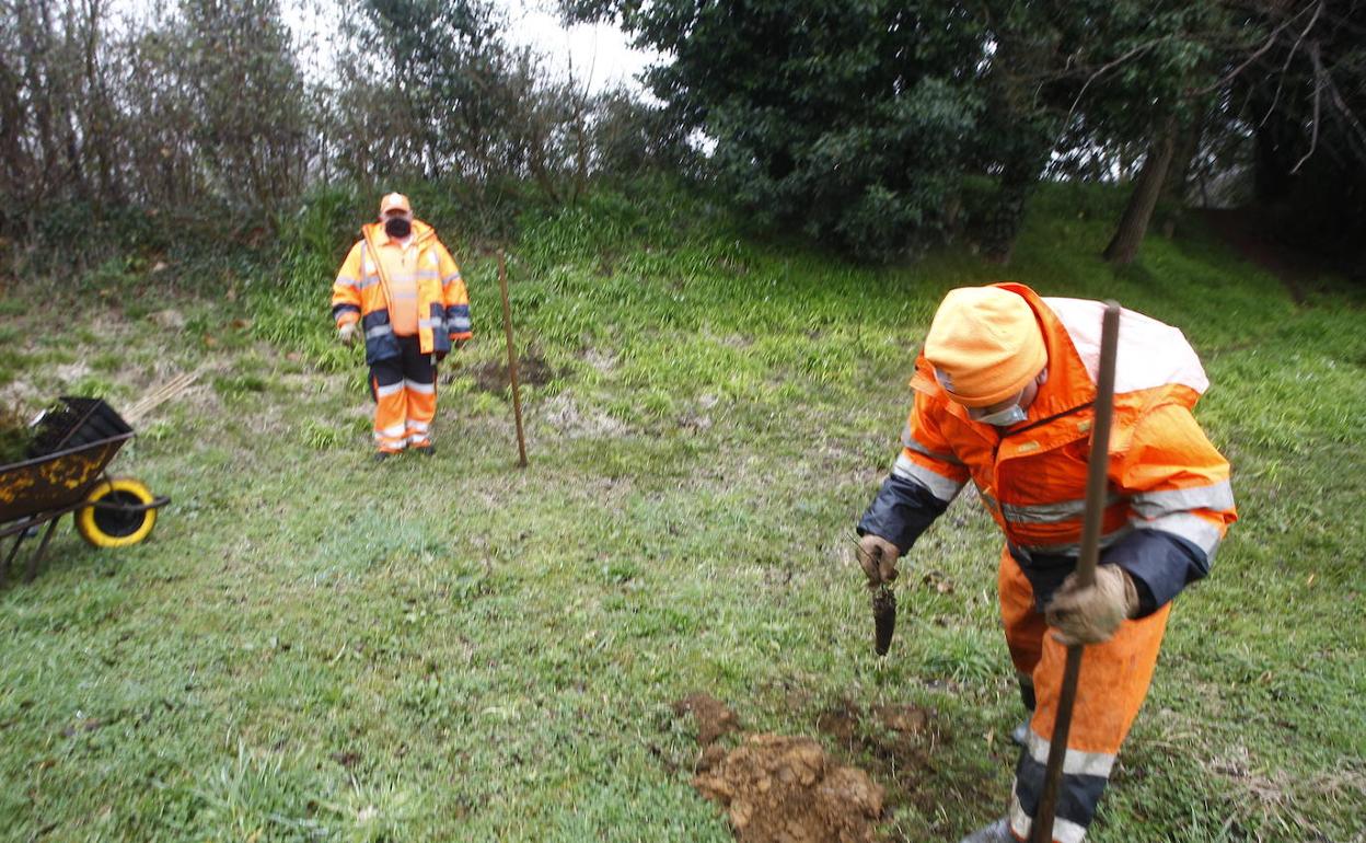 El Gobierno restaura el parque de La Viesca con la plantación de un millar de nuevos árboles autóctonos