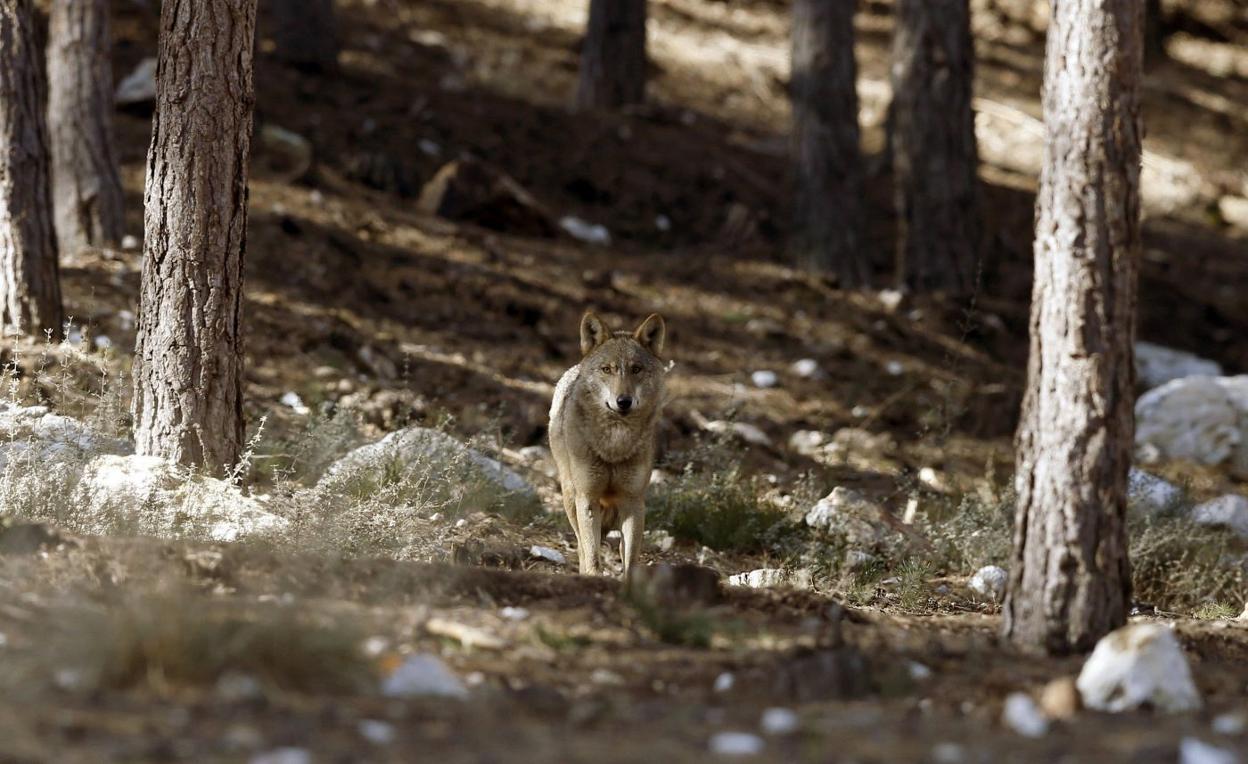 Actualmente en Cantabria existen 19 manadas de lobo ibérico, según datos del Gobierno regional. 