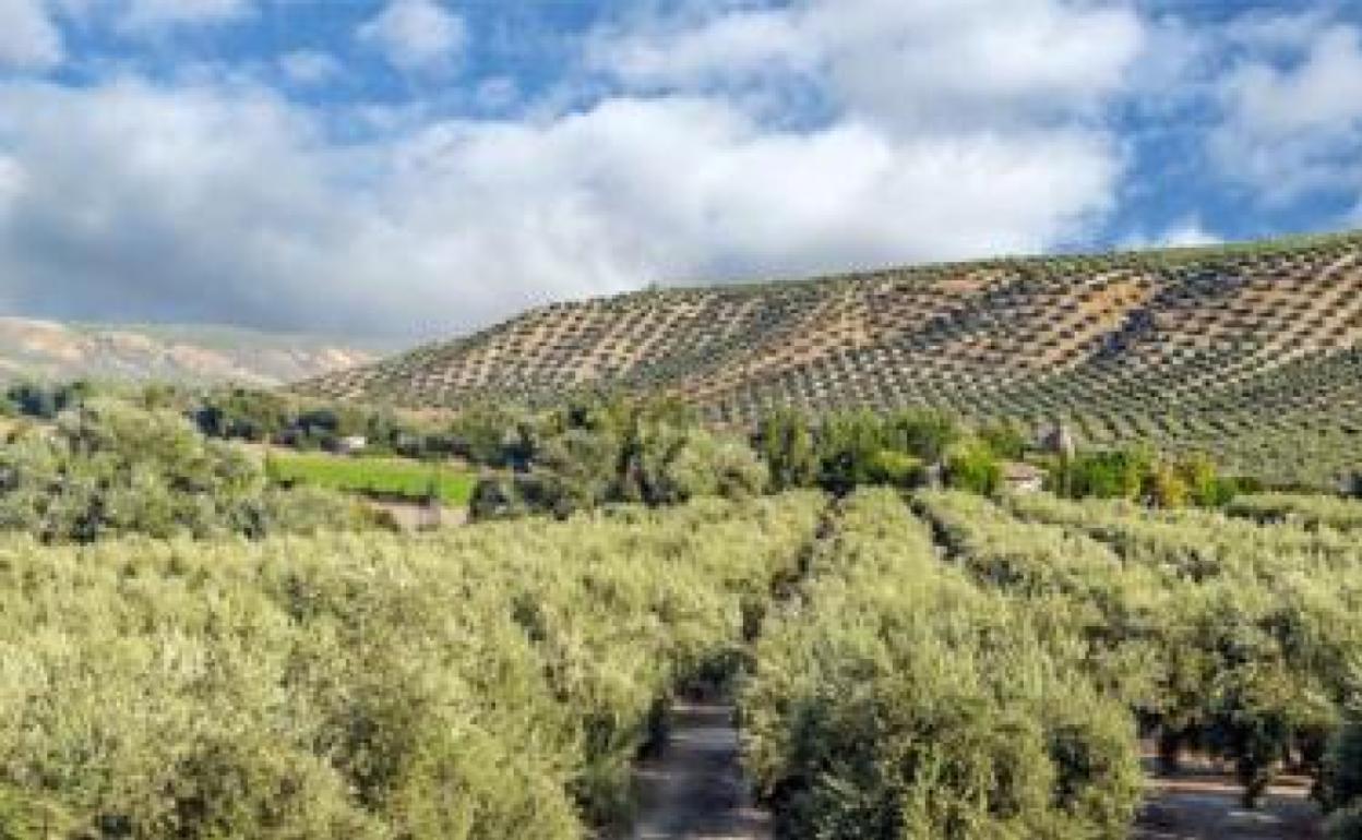 Un olivar en la provincia de Jaén, el mayor productor de aceite de oliva del mundo. 