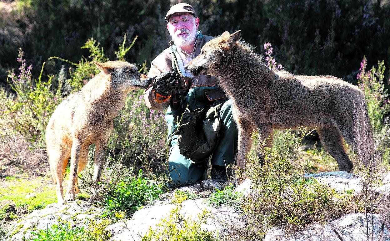 La cifra de lobos asentados en Cantabria se ha cuadruplicado en lo que va de  siglo | El Diario Montañés