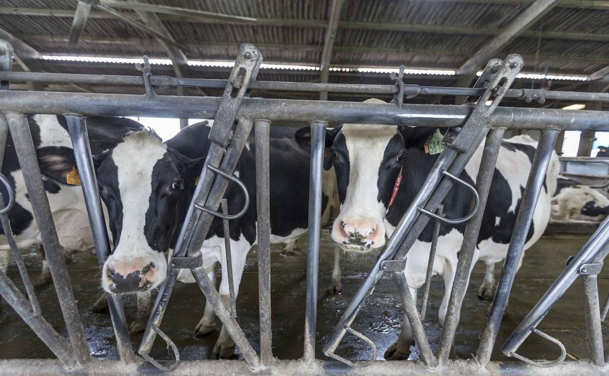 Una explotación ganadera de Cantabria con vacas de leche.