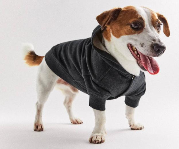 Zara lanza su primera colección de ropa y complementos para perros