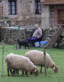 Imagen secundaria 2 - Los lobos matan tres ovejas en Treceño en plena polémica sobre su protección