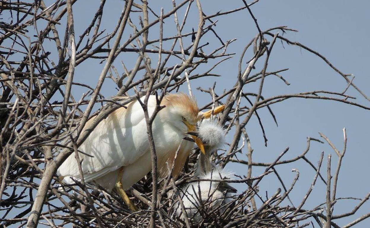 Las marismas de El Astillero acogerán en marzo un programa de rutas guiadas