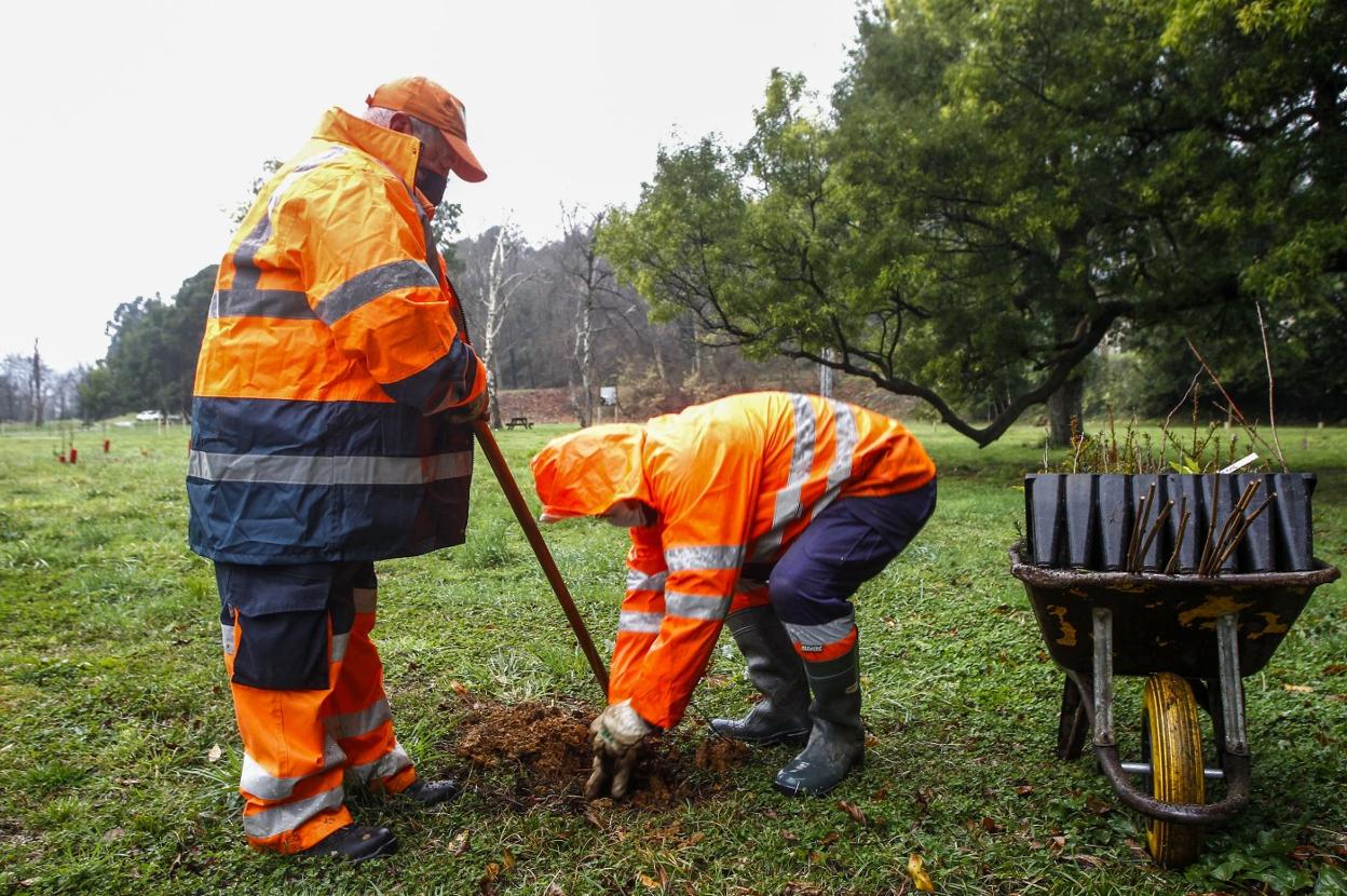 Dos operarios durante los trabajos de plantación de árboles en las campas del Parque Natural de La Viesca.