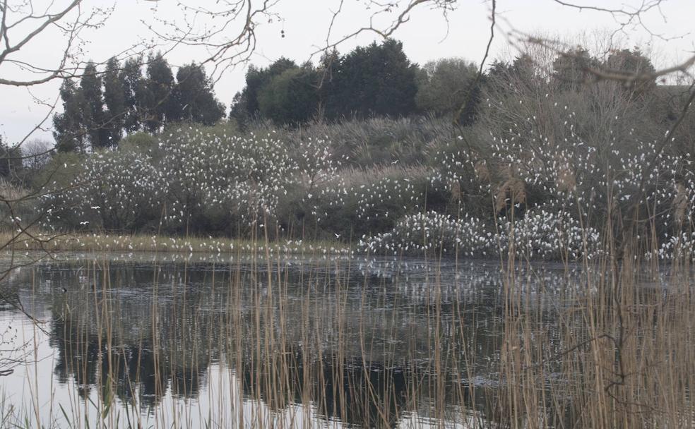 El dormidero del parque de La Remonta