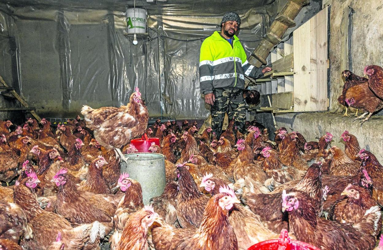 Mitterrand Dongue se ocupa de la granja de gallinas. ernesto sardina