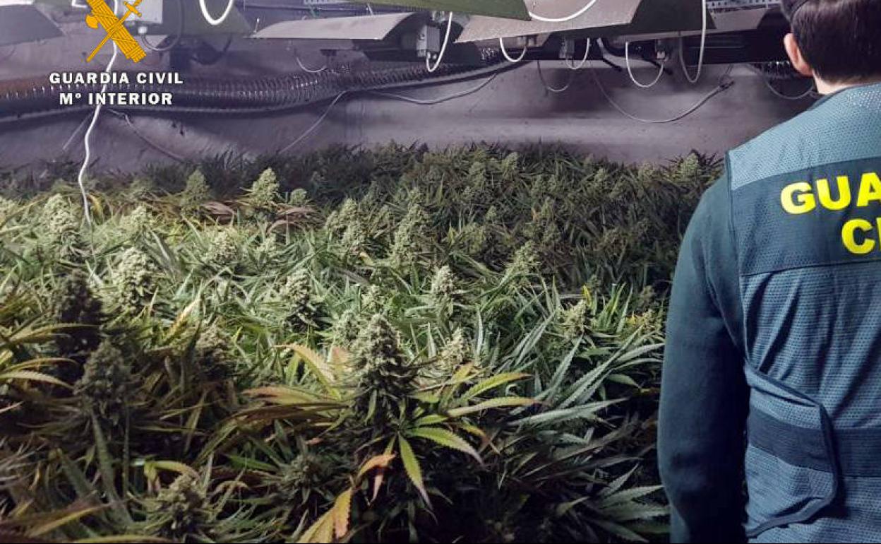 La Guardia Civil desmantela en Suesa una plantación 'indoor' con 735 plantas de marihuana