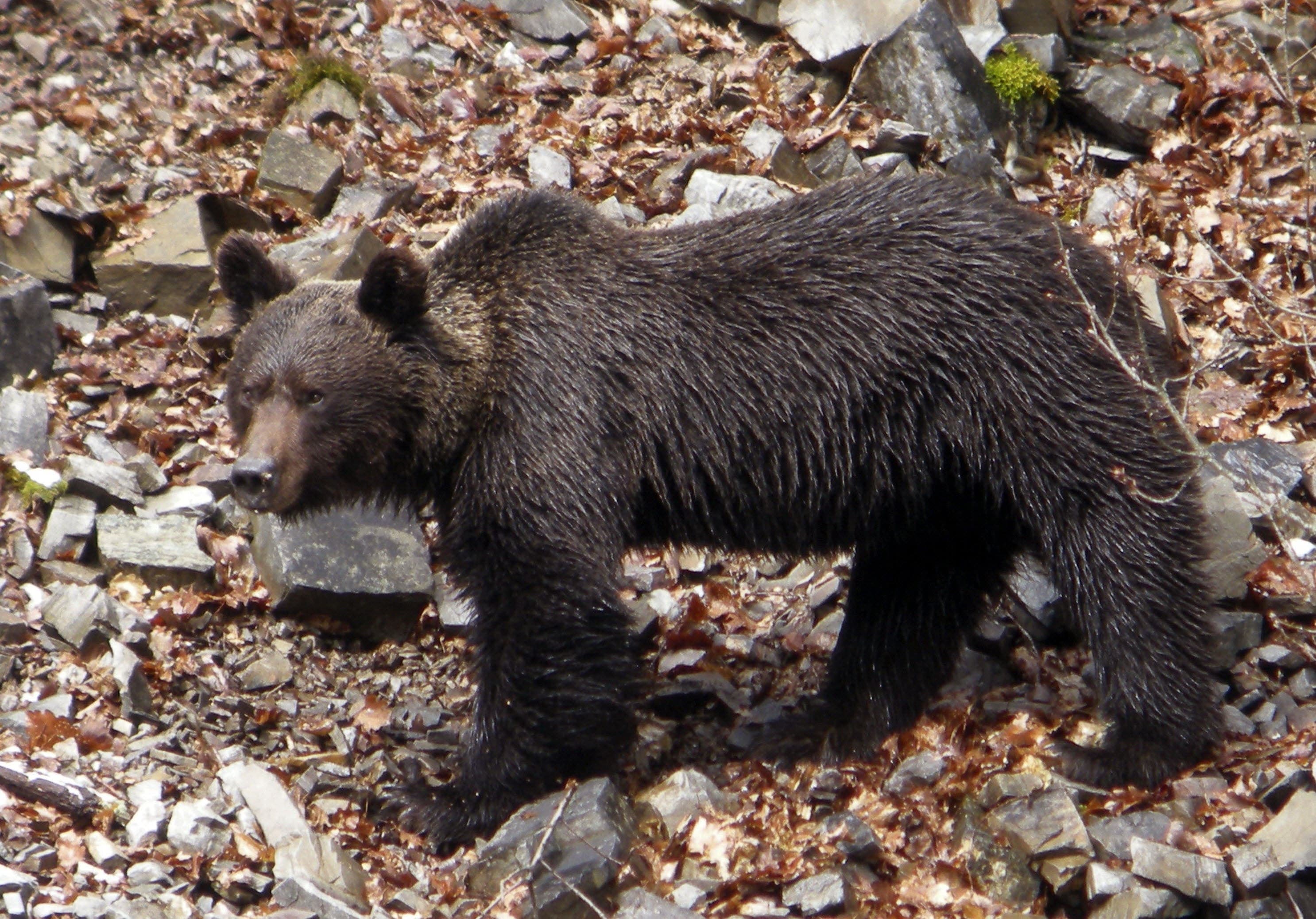 Imagen de archivo de un oso pardo en los montes de la Cordillera Cantábrica.