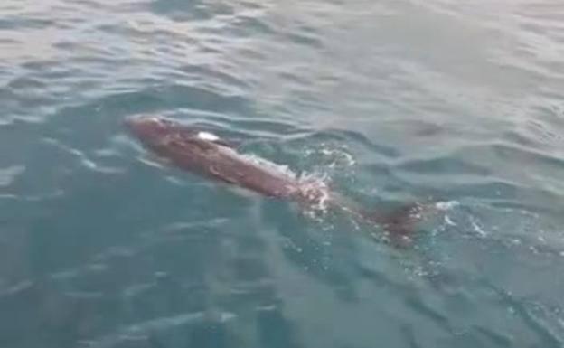 La ballena ha sorprendido a los viandantes