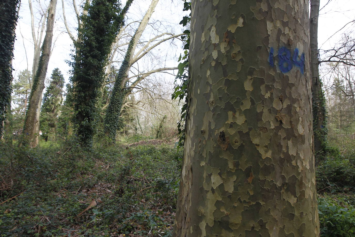 Poda en altura de los árboles dañados, muertos o peligrosos en el Patatal.