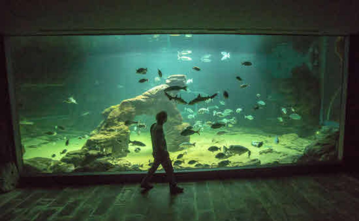 Acuario del Museo Marííimo