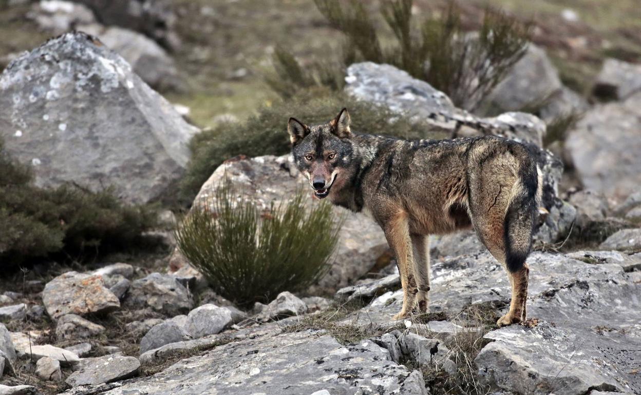 Cartes critica la «indecisión» del Gobierno y redactará su propia ordenanza sobre el lobo