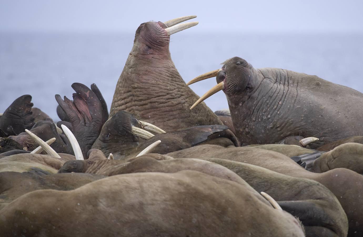 Fotos: Las impresionantes imágenes de naturaleza extrema en la isla de Svalbard