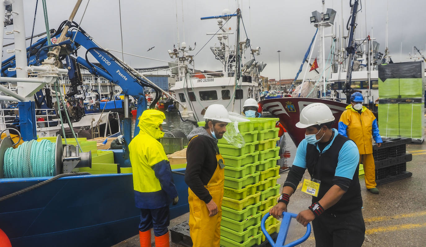 Fotos: Santoña subasta más de medio millón de kilos de bocarte, el récord de la costera