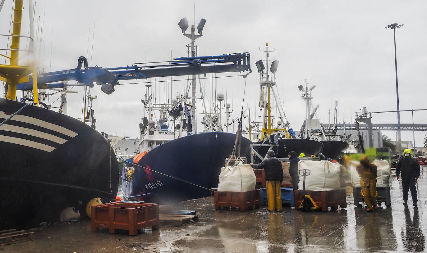 Fotos: Santoña subasta más de medio millón de kilos de bocarte, el récord de la costera